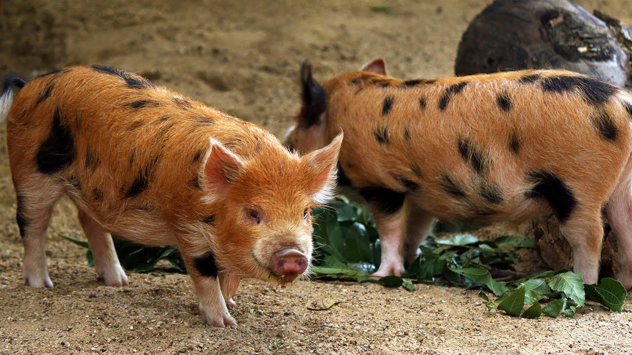 KuneKune Pigs For Sale – 4 Ways to Make Money If You Enjoy Raising Pigs As Pets