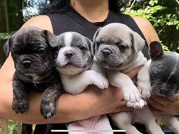 The Irresistible Charm of Frenchie Puppies: A Guide to French Bulldog Companionship